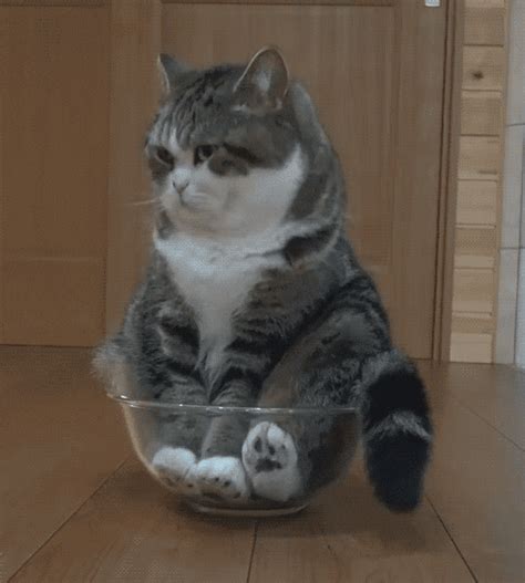 cat reaction gif